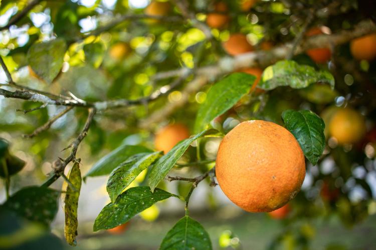 Estado prorroga por 180 dias emergência fitossanitária contra o greening