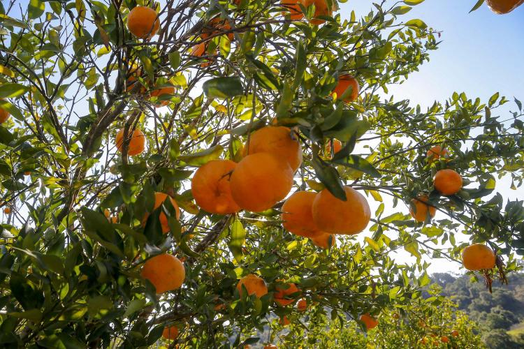 Estado prorroga por 180 dias emergência fitossanitária contra o greening