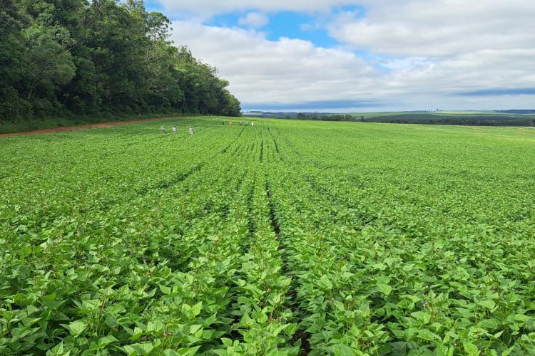 Paraná confirma novo recorde e liderança na produção nacional de feijão: 865 mil toneladas