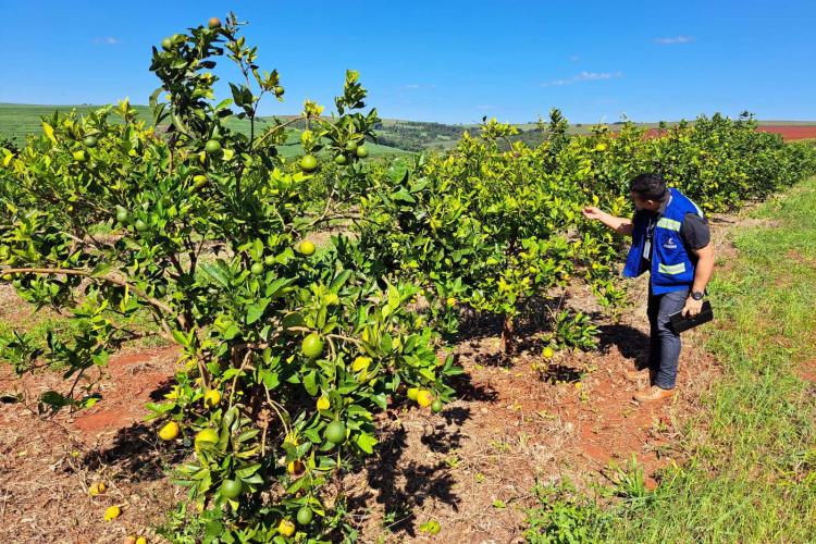 Estado prorroga por 180 dias emergência fitossanitária contra o greening