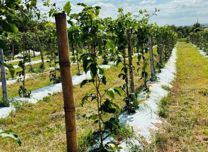 Seagri promove encontro em Cianorte, com destaque para o programa Irriga Paraná