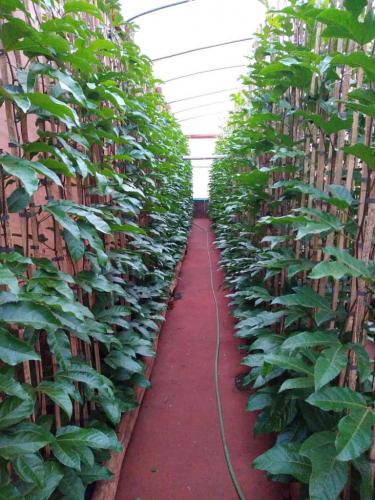 Seagri promove encontro em Cianorte, com destaque para o programa Irriga Paraná26/11/2025 - 16:58