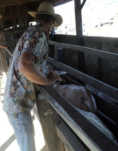 Adapar alerta: vacinação é a melhor defesa contra raiva no Paraná