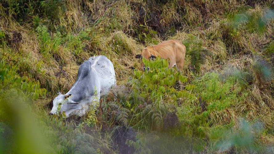 Dados da Adapar indicam queda nos focos de brucelose e tuberculose bovina no Paraná