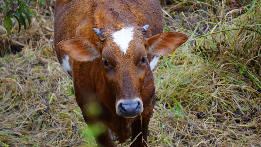 Dados da Adapar indicam queda nos focos de brucelose e tuberculose bovina no Paraná
