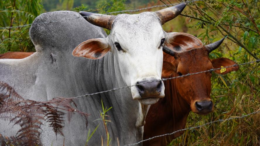 Dados da Adapar indicam queda nos focos de brucelose e tuberculose bovina no Paraná