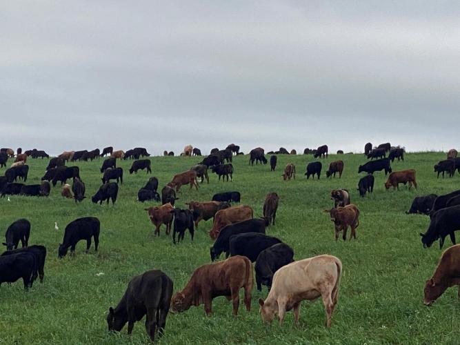 Dados da Adapar indicam queda nos focos de brucelose e tuberculose bovina no Paraná