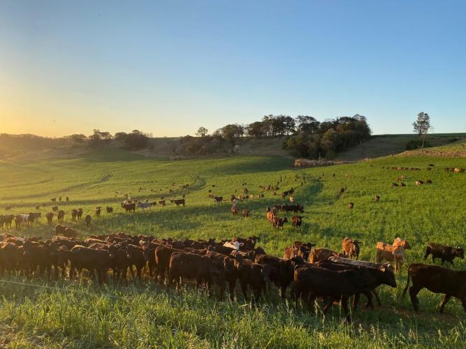 Portaria da Adapar intensifica regras para combate à brucelose e tuberculose bovina no Paraná