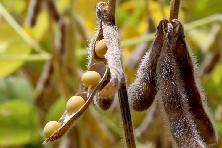 Adapar assina portaria que amplia período de plantio da soja para produção de sementes no Paraná