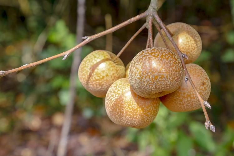 Paraná projeta retomada da produção de pera; exportações de suínos batem recorde