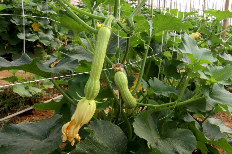 Produção de abobrinha se consolida no Paraná e movimenta mais de R$ 100 milhões