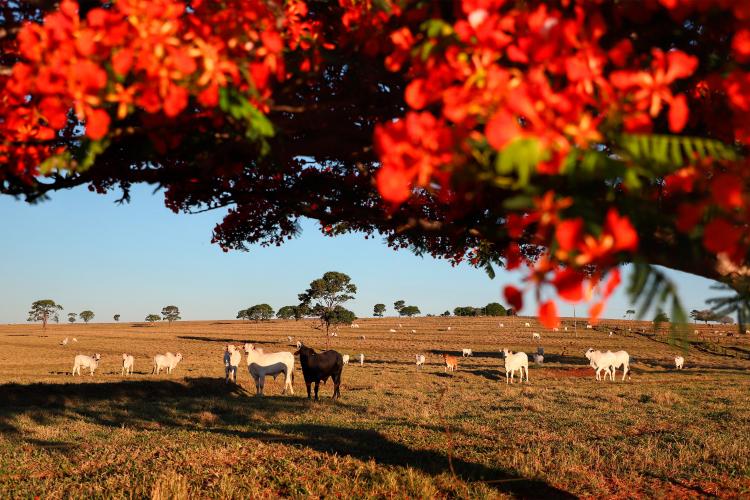 Campanha de Atualização de Rebanhos começa nesta sexta-feira (1º)