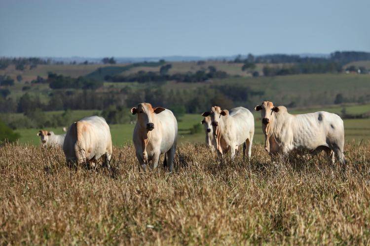 Campanha de Atualização de Rebanhos chega a 47,7% das propriedades regularizadas no primeiro mês.