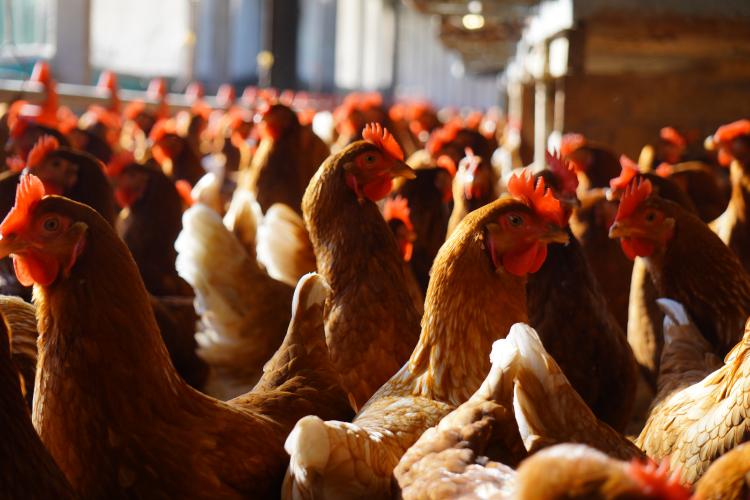 Campanha de Atualização de Rebanhos finaliza com 87% das propriedades regularizadas