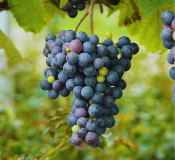 Localização dos produtores de uva