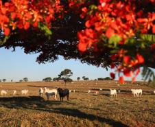 Paraná se beneficia do status do Brasil como território livre de febre aftosa sem vacinação