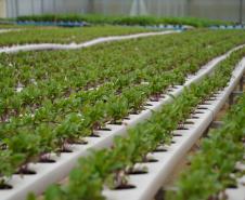 Feira Sabores do Paraná 2025 terá como novidade uma seção de hortifruticultura