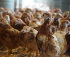 Adapar promove força-tarefa para garantir biosseguridade em estabelecimentos avícolas