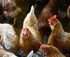 Adapar promove força-tarefa para garantir biosseguridade em estabelecimentos avícolas