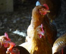 Adapar promove força-tarefa para garantir biosseguridade em estabelecimentos avícolas