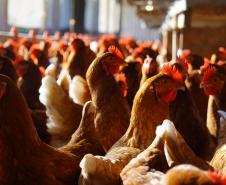 Adapar promove força-tarefa para garantir biosseguridade em estabelecimentos avícolas