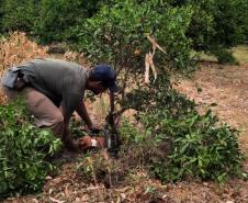 Ações da Adapar no Noroeste reforçam combate ao greening e à deriva de agrotóxicos