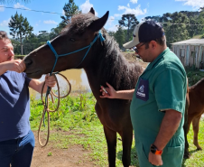 Adapar realiza ação de vigilância para anemia infecciosa equina