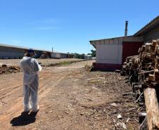 Adapar intensifica fiscalização em granjas avícolas o Sudoeste