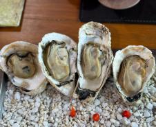 Estado investe R$ 3 milhões em laboratório de sementes de ostra cultivada no Litoral