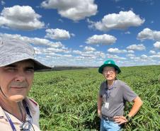 Adapar visita plantações e reforça orientações sobre vassoura-de-bruxa da mandioca