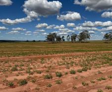 Adapar visita plantações e reforça orientações sobre vassoura-de-bruxa da mandioca