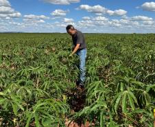 Adapar visita plantações e reforça orientações sobre vassoura-de-bruxa da mandioca