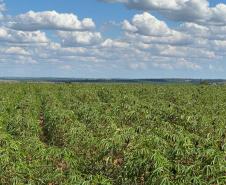 Adapar visita plantações e reforça orientações sobre vassoura-de-bruxa da mandioca