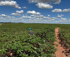Adapar visita plantações e reforça orientações sobre vassoura-de-bruxa da mandioca