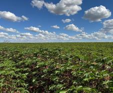 Adapar visita plantações e reforça orientações sobre vassoura-de-bruxa da mandioca