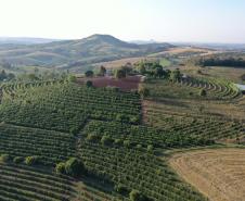 Lote vencedor da 23ª edição do Concurso Café Qualidade é certificado pela Adapar