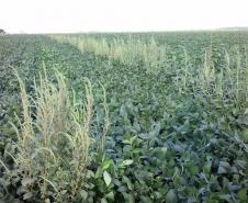 Adapar orienta produtores e adota medidas para evitar introdução do Caruru-Gigante