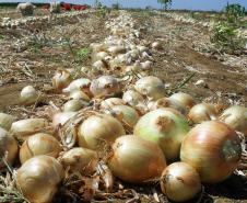 Quaresma de 2026 terá tilápia mais barata para os paranaenses, aponta Deral