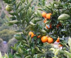 Inscrições para  capacitação de engenheiros agrônomos da Adapar para a emissão de certificados fitossanitários vão até 20 de fevereiro