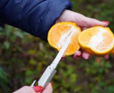 Inscrições para  capacitação de engenheiros agrônomos da Adapar para a emissão de certificados fitossanitários vão até 20 de fevereiro