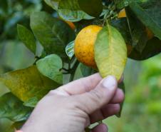 Inscrições para  capacitação de engenheiros agrônomos da Adapar para a emissão de certificados fitossanitários vão até 20 de fevereiro