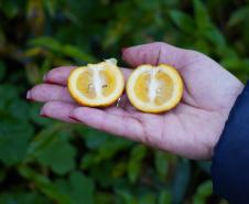 Inscrições para  capacitação de engenheiros agrônomos da Adapar para a emissão de certificados fitossanitários vão até 20 de fevereiro