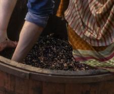 Governador em exercício Darci Piana participa do lançamento da Rota da Uva e Vinho.