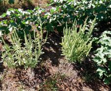 Adapar orienta produtores e adota medidas para evitar introdução do Caruru-Gigante