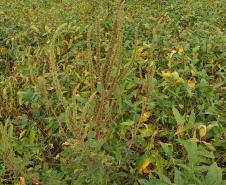 Adapar orienta produtores e adota medidas para evitar introdução do Caruru-Gigante