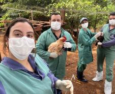 Adapar inicia novo cilclo de vigilância ativa para Influenza Aviária e Doença de Newcastle