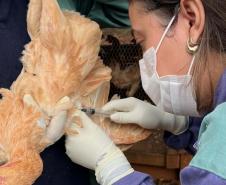 Adapar inicia novo cilclo de vigilância ativa para Influenza Aviária e Doença de Newcastle