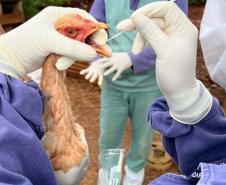 Adapar inicia novo cilclo de vigilância ativa para Influenza Aviária e Doença de Newcastle