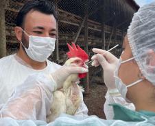 Adapar inicia novo cilclo de vigilância ativa para Influenza Aviária e Doença de Newcastle