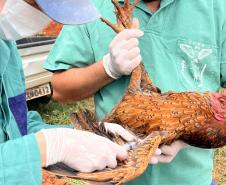 Adapar inicia novo cilclo de vigilância ativa para Influenza Aviária e Doença de Newcastle